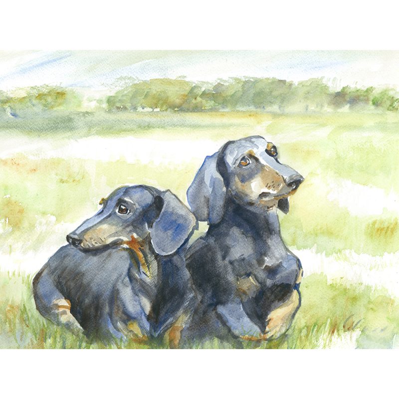SG1519 dog dogs Dachshund field pose watercolour paint painting animal animals