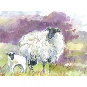SG1521 sheep lamb field farm wool animal animals green purple watercolour paint paintings