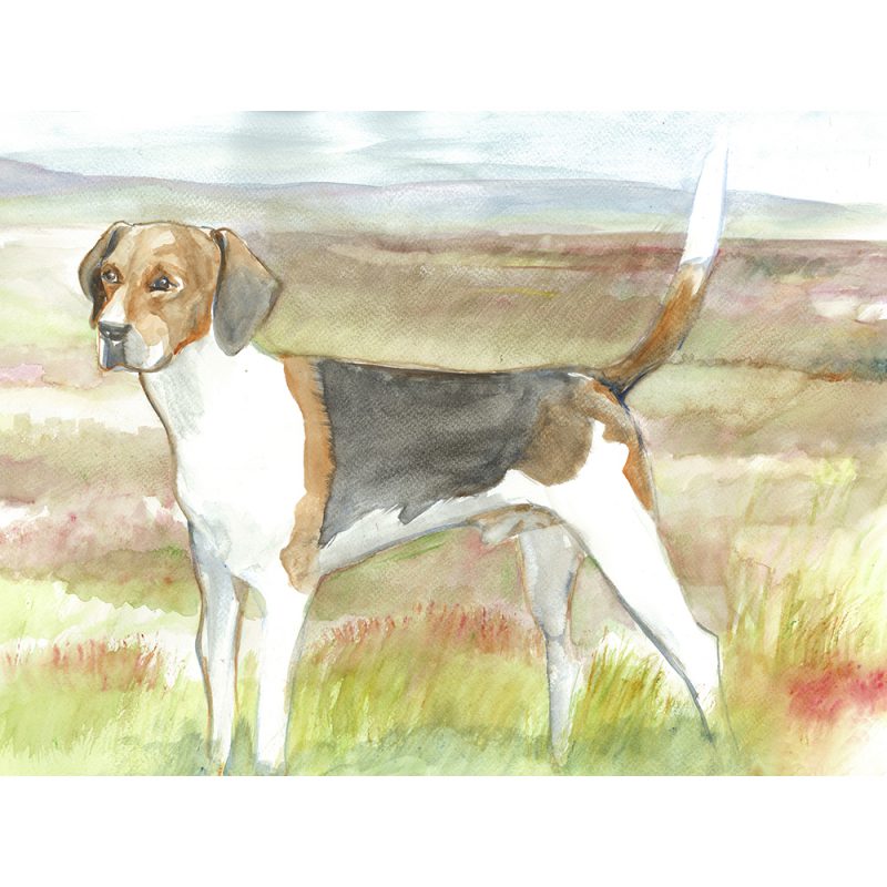 SG1522 beagle dog dogs animal animals field farm terrier watercolour paint painting