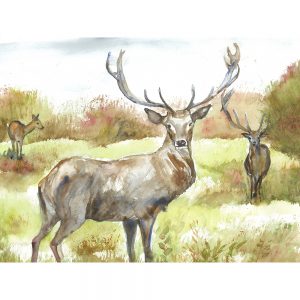SG1525 deer stag nature wild animal animals antlers forest woodland watercolour paint painting