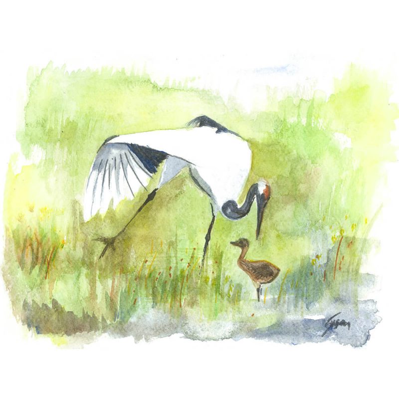 SG1550 birds crane stork field river pond wings watercolour painting animal