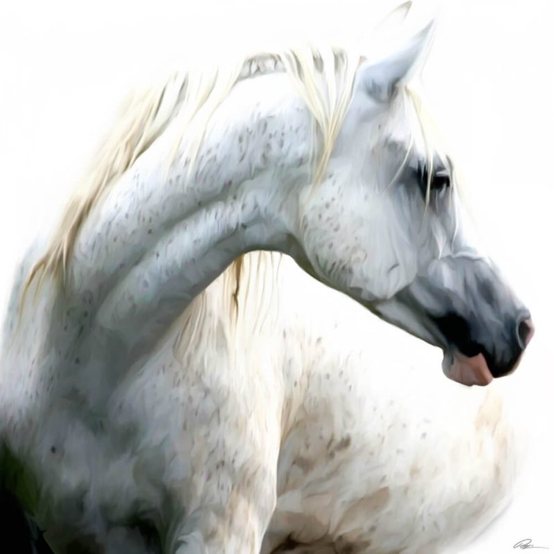 SG1730 horse white maine freckles grey horses paint painting