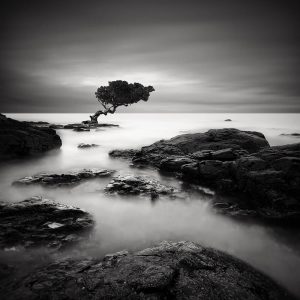 SG1747 landscape mono photograph fog water river sea tree seascape rocks