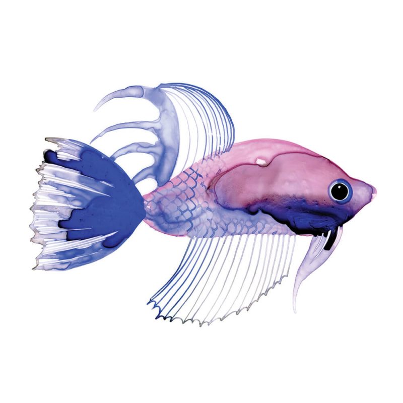 SG1766 tropical fish pink purple colourful