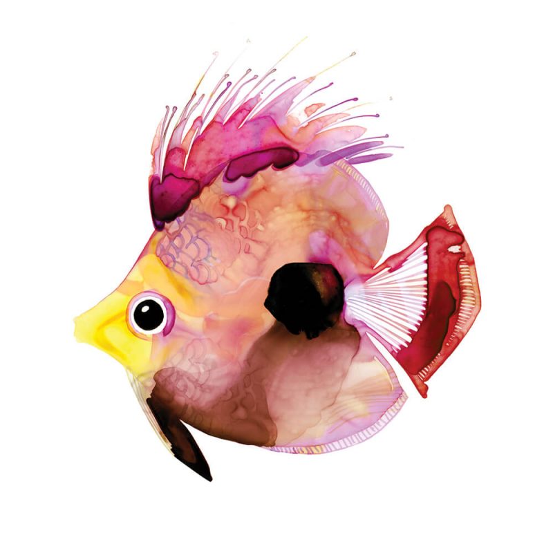 SG1767 tropical angel fish pink purple colourful