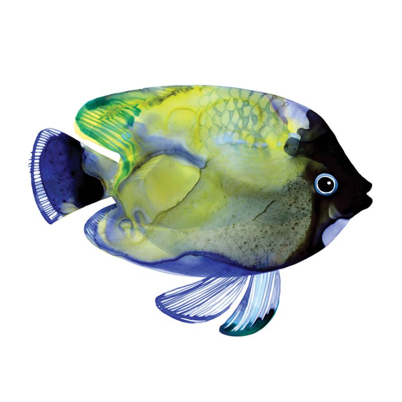 SG1768 tropical fish green blue navy colourful