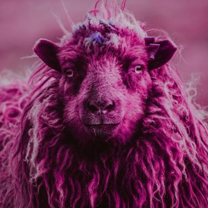 TM1052 sheep pink woolly coat