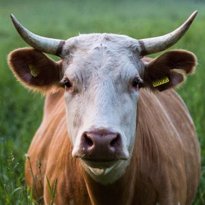 TM1055 cow brown horns
