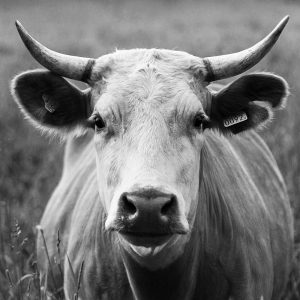TM1057 cow mono horns