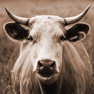 TM1058 cow sepia horns