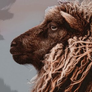 TM1063 sheep brown woolly coat