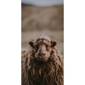 TM1071 sheep brown woolly coat