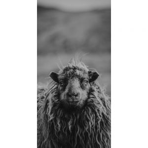 TM1072 sheep mono woolly coat