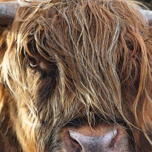 TM1073 highland cow hairy horns