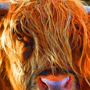 TM1074 highland cow orange hairy