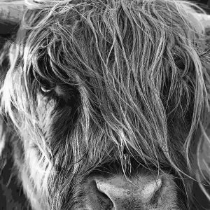 TM1075 highland cow mono hairy