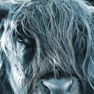 TM1076 highland cow blue hairy