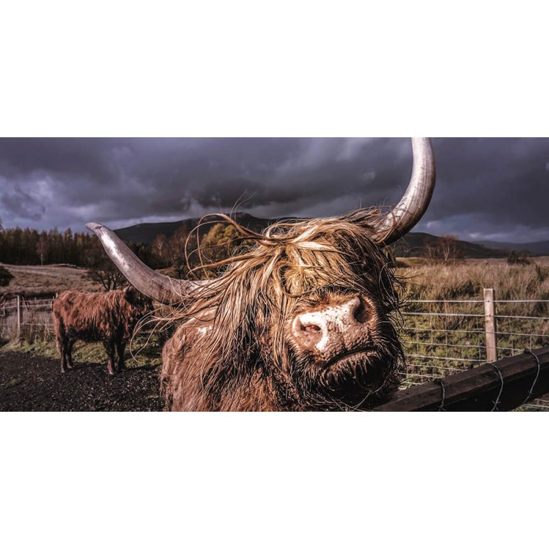 TM1081 highland cows hairy horns