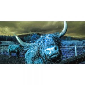 TM1082 highland cows hairy horns invert