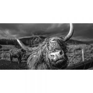 TM1083 highland cows mono hairy horns