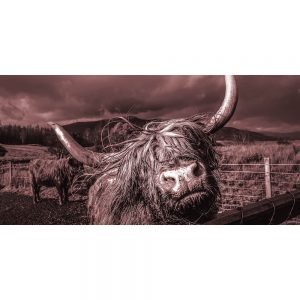 TM1084 highland cows brown hairy horns
