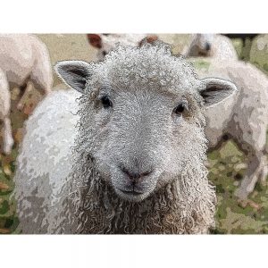 TM1085 sheep woolly fleece