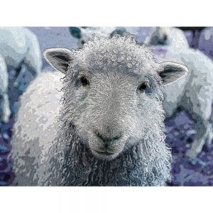 TM1086 sheep woolly fleece blue