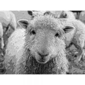 TM1087 sheep woolly fleece mono