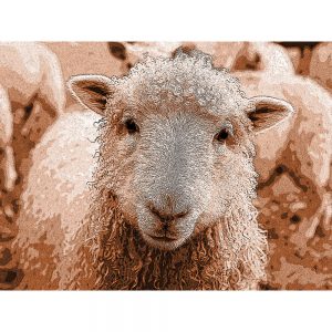 TM1088 sheep woolly fleece brown