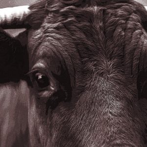 TM1092 cow brown horn