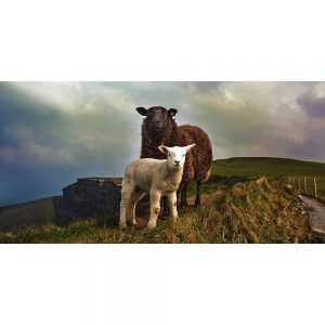 TM1093 sheep and lamb fells