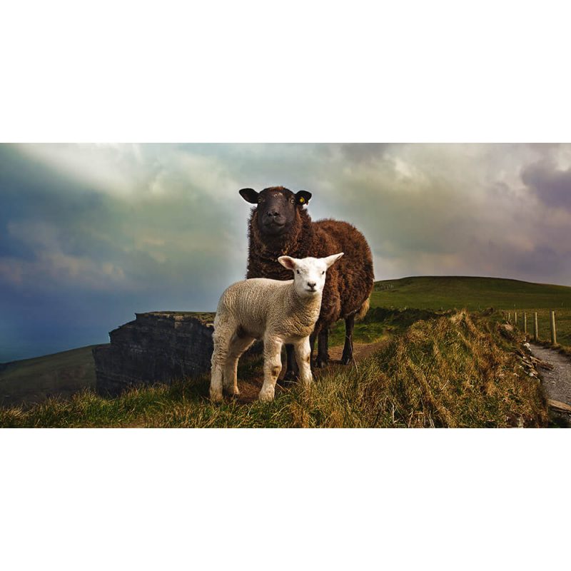 TM1093 sheep and lamb fells