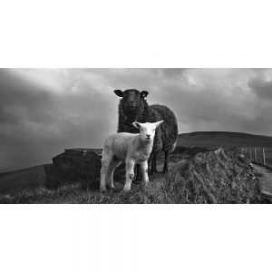 TM1094 sheep and lamb fells mono