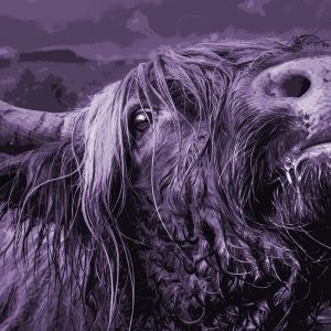 TM1098 highland cow wet coat purple