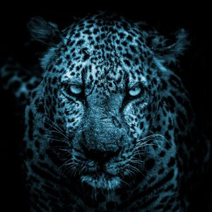 TM1102 leopard spots blue