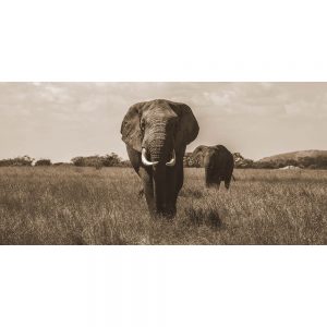TM1105 elephants plains sepia