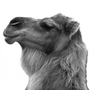 TM1112 camel mono white background