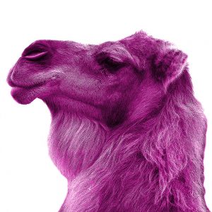 TM1113 camel pink white background