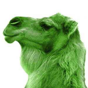 TM1114 camel green white background