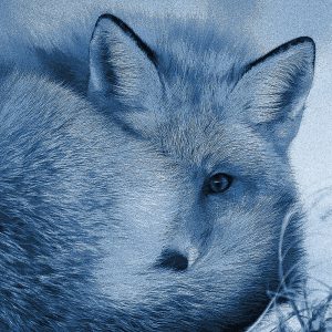 TM1124 fox winter tail blue
