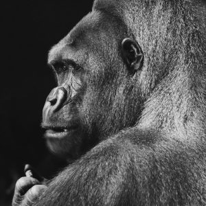 TM1126 gorilla staring mono