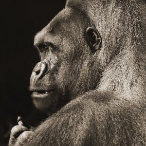 TM1127 gorilla staring sepia