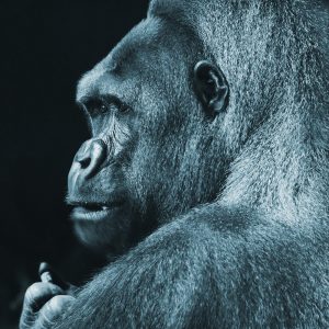 TM1128 gorilla staring blue