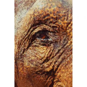 TM1129 elephant eye painterly