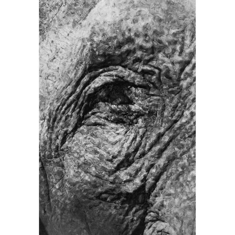 TM1130 elephant eye painterly mono
