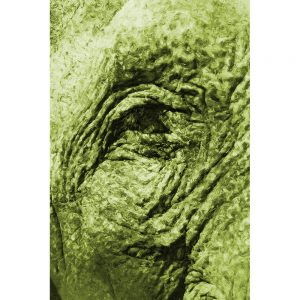 TM1132 elephant eye painterly green