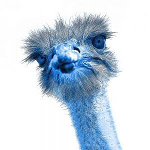 TM1142 ostrich blue white background