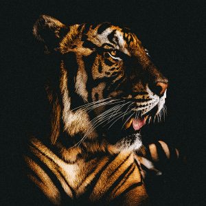 TM1143 tiger nightime
