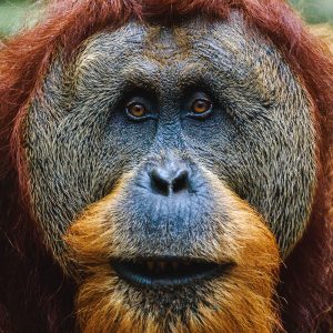 TM1145 orangutan face colour