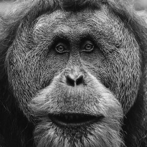 TM1146 orangutan face mono